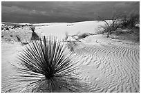 Yuccas, White Sand National Monument. White Sands National Monument, New Mexico, USA (black and white)