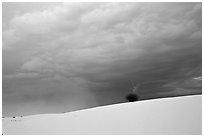 Lone Yucca. White Sands National Monument, New Mexico, USA (black and white)