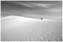 Lone Yucca and white sand dunes. White Sands National Monument, New Mexico, USA ( black and white)