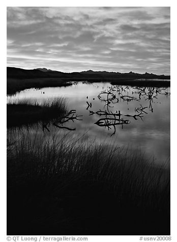 Reeds and branches in marsh, sunrise, Havasu National Wildlife Refuge. Nevada, USA (black and white)