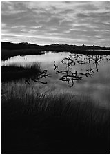 Reeds and branches in marsh, sunrise, Havasu National Wildlife Refuge. Nevada, USA (black and white)