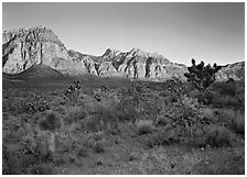 Yuccas and rock walls at sunrise, Red Rock Canyon. Red Rock Canyon, Nevada, USA (black and white)