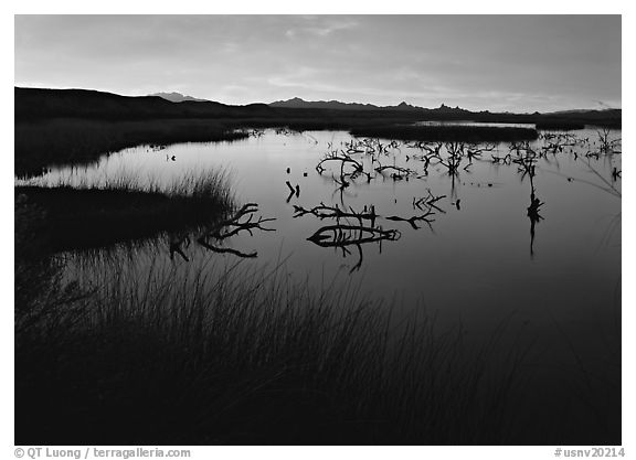 Wetlands at sunrise, Havasu National Wildlife Refuge. Nevada, USA (black and white)