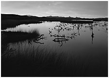 Wetlands at sunrise, Havasu National Wildlife Refuge. USA ( black and white)