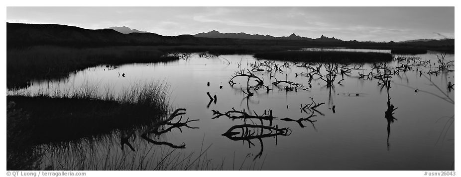 Wetland scenery at sunrise. Nevada, USA (black and white)