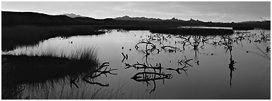 Wetland scenery at sunrise. Nevada, USA (Panoramic black and white)