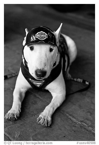 Puppy wearing Harley-Davidson gear. Reno, Nevada, USA (black and white)