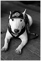 Puppy wearing Harley-Davidson gear. Reno, Nevada, USA (black and white)