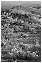 Sagebrush and hills, Virginia City, Nevada. Virginia City, Nevada, USA ( black and white)