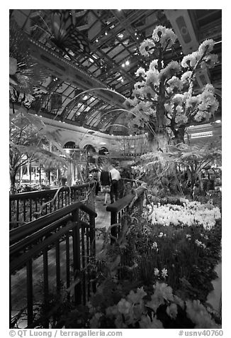 Botanical garden and conservatory with purple light, Bellagio Casino. Las Vegas, Nevada, USA (black and white)