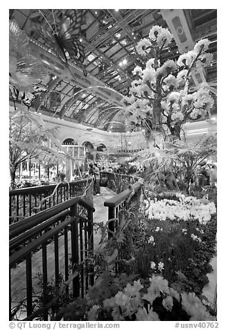 Botanical garden and conservatory with green light, Bellagio Casino. Las Vegas, Nevada, USA (black and white)