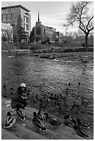 Woman feeding ducks on steps of Truckee River. Reno, Nevada, USA (black and white)