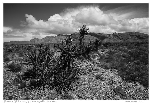 Yuccas in bloom and South Virgin Peak Ridge. Gold Butte National Monument, Nevada, USA (black and white)