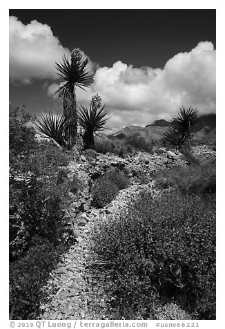 Desert wash with Yuccas in bloom. Gold Butte National Monument, Nevada, USA (black and white)