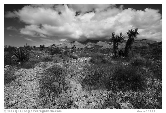 Wildflowers in wash, Yuccas in bloom, South Virgin Peak Ridge. Gold Butte National Monument, Nevada, USA (black and white)