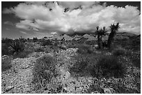 Wildflowers in wash, Yuccas in bloom, South Virgin Peak Ridge. Gold Butte National Monument, Nevada, USA ( black and white)