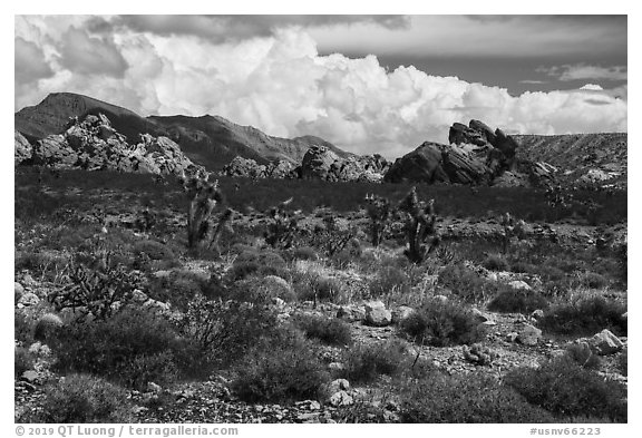 Joshua Trees and Whitney Pocket rocks. Gold Butte National Monument, Nevada, USA (black and white)