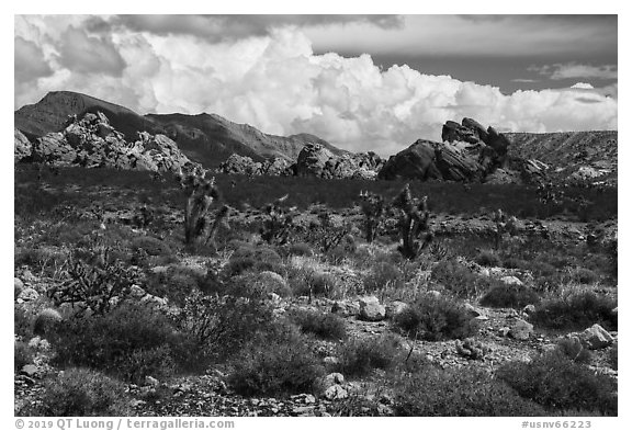 Joshua Trees and Whitney Pocket rocks. Gold Butte National Monument, Nevada, USA (black and white)