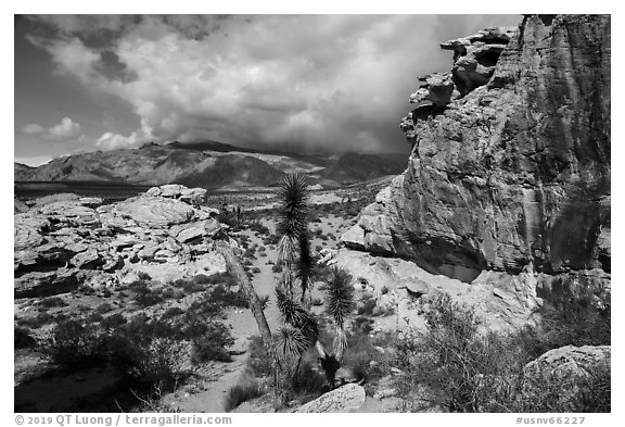 Rocks, Joshua Tree, South Virgin Peak Ridge. Gold Butte National Monument, Nevada, USA (black and white)