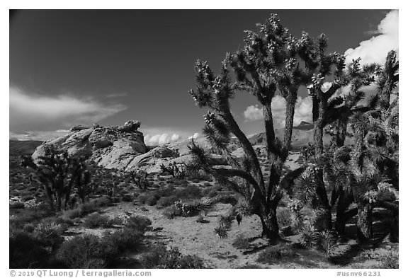 Joshua Trees in seed and rocks. Gold Butte National Monument, Nevada, USA (black and white)