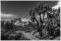 Joshua Trees in seed and rocks. Gold Butte National Monument, Nevada, USA ( black and white)