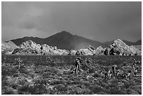 Joshua Trees, Whitney Pocket with rainbow. Gold Butte National Monument, Nevada, USA ( black and white)