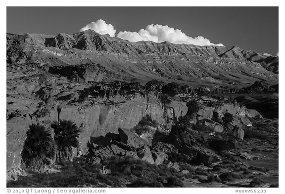 Cliff with palm trees below Little Finland. Gold Butte National Monument, Nevada, USA (black and white)