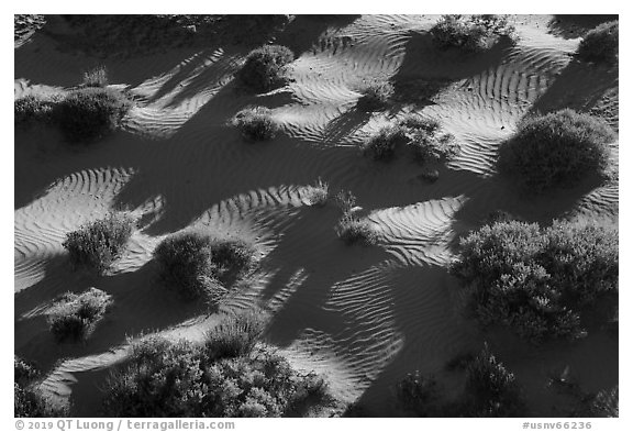 Dunes from above. Gold Butte National Monument, Nevada, USA (black and white)
