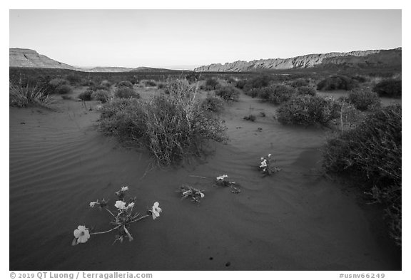 Primerose and sand dunes at sunrise. Gold Butte National Monument, Nevada, USA (black and white)