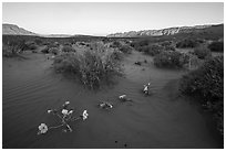 Primerose and sand dunes at sunrise. Gold Butte National Monument, Nevada, USA ( black and white)