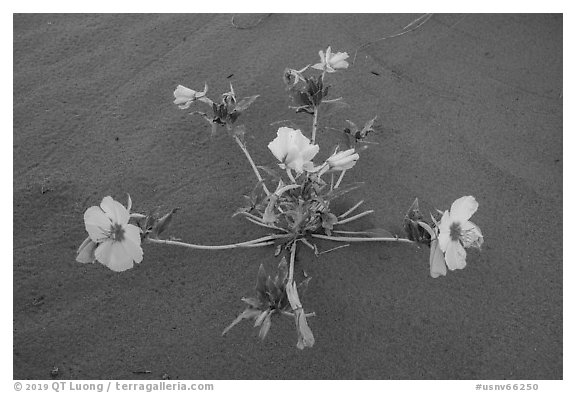 Close up of primerose. Gold Butte National Monument, Nevada, USA (black and white)