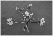 Close up of primerose. Gold Butte National Monument, Nevada, USA ( black and white)