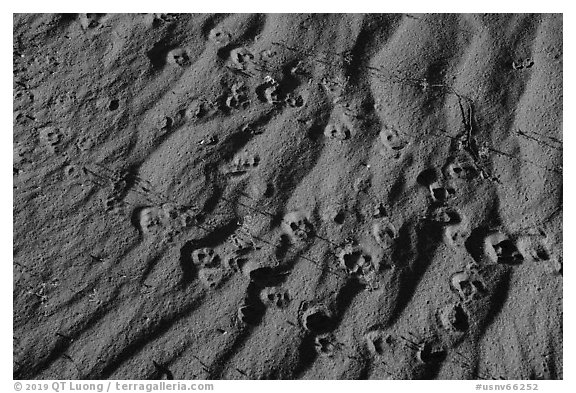 Close up of sand ripples and animal tracks. Gold Butte National Monument, Nevada, USA (black and white)