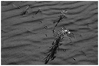 Close up of primerose, animal tracks, sand ripples. Gold Butte National Monument, Nevada, USA ( black and white)