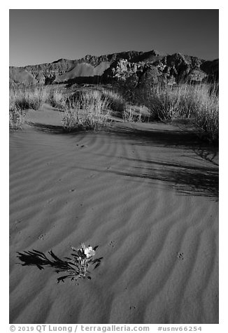 Primerose flower on dune with animal tracks. Gold Butte National Monument, Nevada, USA (black and white)