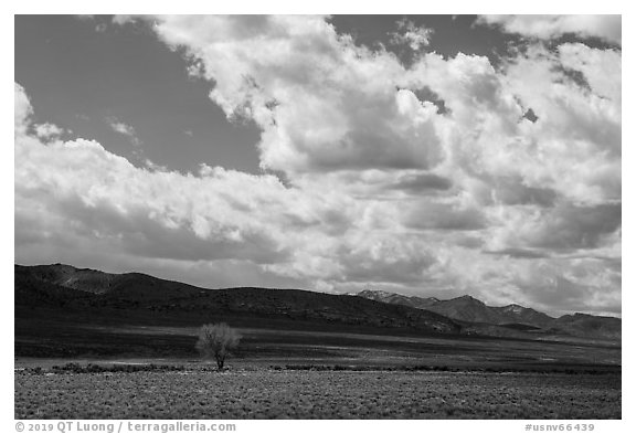 Lone tree and sagebrush desert. Basin And Range National Monument, Nevada, USA (black and white)