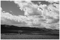 Lone tree and sagebrush desert. Basin And Range National Monument, Nevada, USA ( black and white)