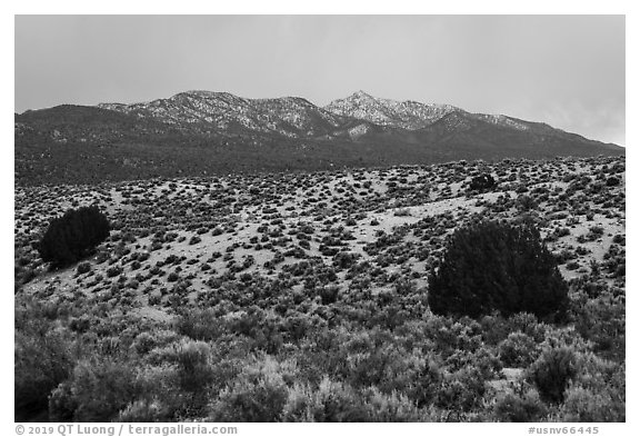 Trees, sagebrush, and snowy mountains. Basin And Range National Monument, Nevada, USA (black and white)