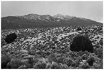 Trees, sagebrush, and snowy mountains. Basin And Range National Monument, Nevada, USA ( black and white)