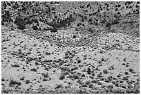 Slope with shurbs and trees. Basin And Range National Monument, Nevada, USA ( black and white)