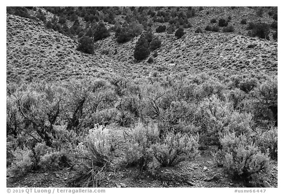 Sagebrush and trees on mountain slope. Basin And Range National Monument, Nevada, USA (black and white)