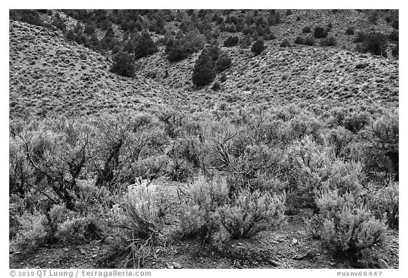 Sagebrush and trees on mountain slope. Basin And Range National Monument, Nevada, USA (black and white)