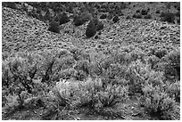 Sagebrush and trees on mountain slope. Basin And Range National Monument, Nevada, USA ( black and white)