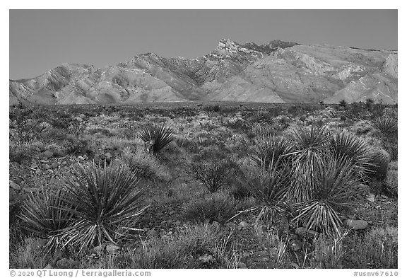 Yuccas and Virgin Mountains at dusk. Gold Butte National Monument, Nevada, USA (black and white)