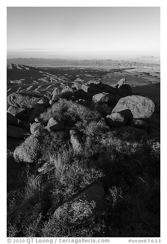 Srubs, boulders on Gold Butte Peak and Lake Mead. Gold Butte National Monument, Nevada, USA (black and white)