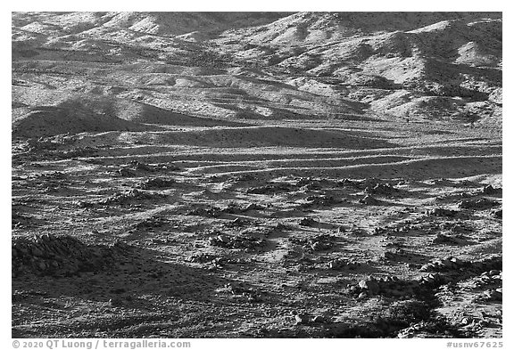 Cedar Basin, early morning. Gold Butte National Monument, Nevada, USA (black and white)