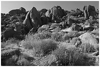 Ridge with boulders, early morning, Gold Butte Peak. Gold Butte National Monument, Nevada, USA ( black and white)