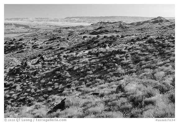 Golden shrubs on slope. Gold Butte National Monument, Nevada, USA