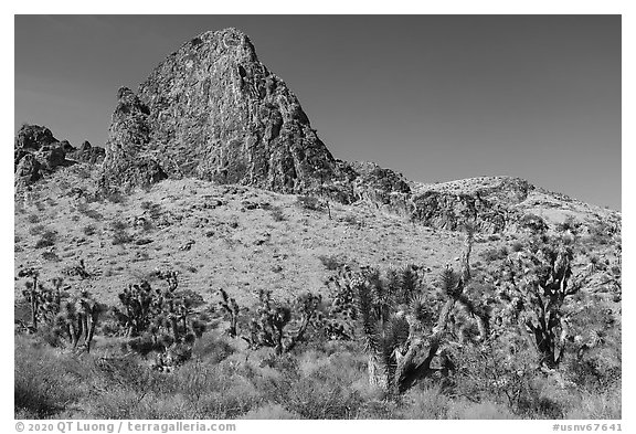 Joshua Trees and peak. Gold Butte National Monument, Nevada, USA (black and white)