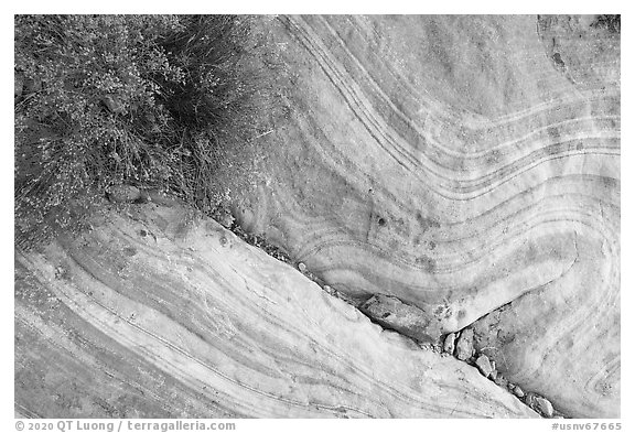 Detail of sandstone swirl. Gold Butte National Monument, Nevada, USA